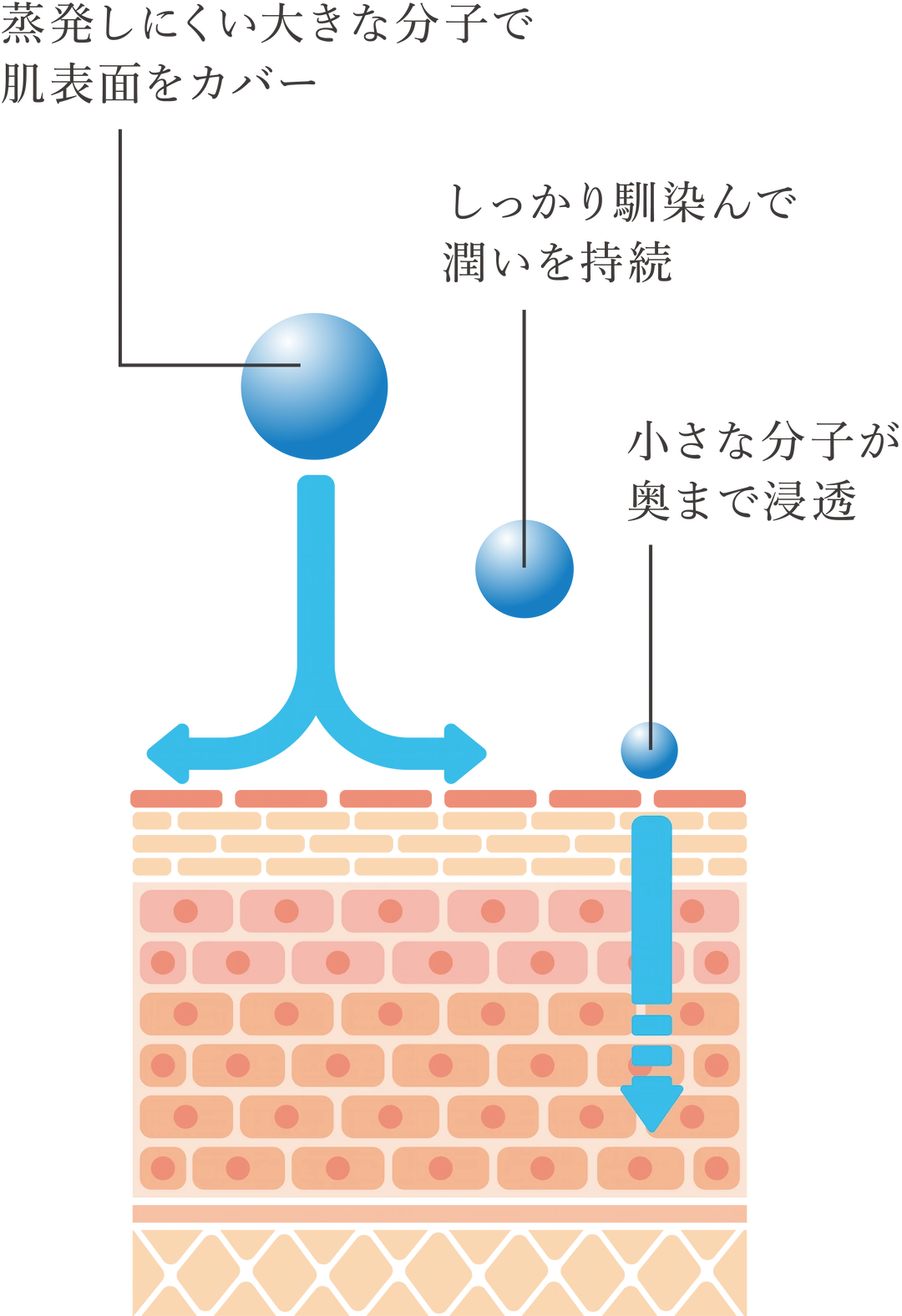 肌の断面図:3種類の異なる分子量のヒアルロン酸が段階的に浸透する様子